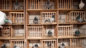 Jak správně chovat holuby doma?